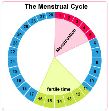 menstrual ovulation date calculator